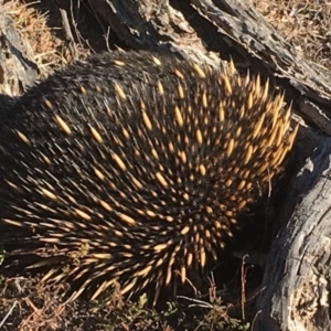 Tachyglossus aculeatus at Nicholls, ACT - 7 May 2018