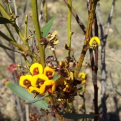 Daviesia mimosoides subsp. mimosoides at Kambah, ACT - 23 Oct 2018 by RosemaryRoth