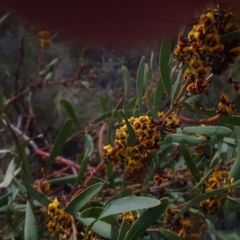 Daviesia mimosoides subsp. mimosoides at Kambah, ACT - 23 Oct 2018