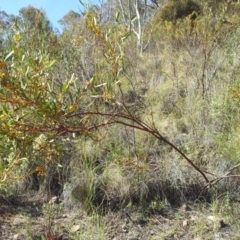 Daviesia mimosoides subsp. mimosoides at Kambah, ACT - 23 Oct 2018