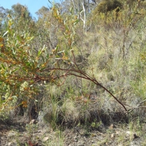 Daviesia mimosoides subsp. mimosoides at Kambah, ACT - 23 Oct 2018 04:10 PM