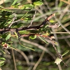 Cryptandra amara (Bitter Cryptandra) at Percival Hill - 21 Oct 2018 by gavinlongmuir