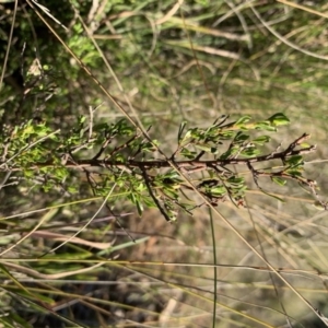 Cryptandra amara at Nicholls, ACT - 21 Oct 2018