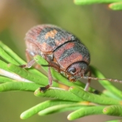 Cadmus (Cadmus) crucicollis (Leaf beetle) at Coree, ACT - 22 Oct 2018 by Harrisi