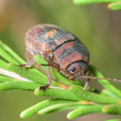 Cadmus (Cadmus) crucicollis (Leaf beetle) at Cotter Reserve - 22 Oct 2018 by Harrisi