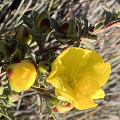 Hibbertia obtusifolia (Grey Guinea-flower) at Percival Hill - 21 Oct 2018 by gavinlongmuir