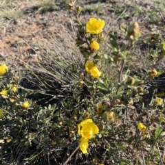 Hibbertia obtusifolia at Nicholls, ACT - 21 Oct 2018