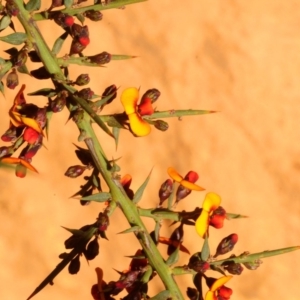 Daviesia ulicifolia subsp. ulicifolia at Cotter River, ACT - 22 Oct 2018