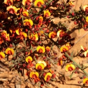 Daviesia ulicifolia subsp. ulicifolia at Cotter River, ACT - 22 Oct 2018