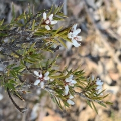 Lissanthe strigosa subsp. subulata (Peach Heath) at Nicholls, ACT - 21 Oct 2018 by gavinlongmuir