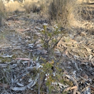 Lissanthe strigosa subsp. subulata at Nicholls, ACT - 21 Oct 2018