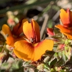 Pultenaea procumbens (Bush Pea) at Percival Hill - 21 Oct 2018 by gavinlongmuir