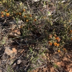 Pultenaea procumbens at Nicholls, ACT - 21 Oct 2018