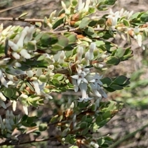 Brachyloma daphnoides at Nicholls, ACT - 21 Oct 2018