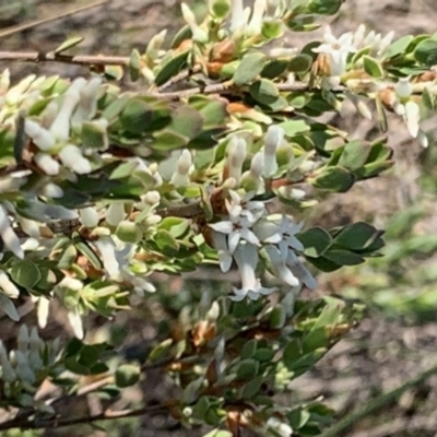 Brachyloma daphnoides (Daphne Heath) at Percival Hill - 21 Oct 2018 by gavinlongmuir