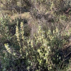 Brachyloma daphnoides at Nicholls, ACT - 21 Oct 2018