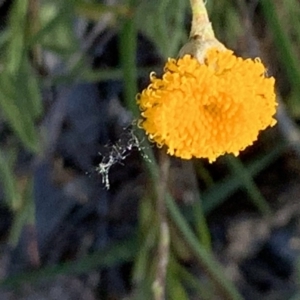 Leptorhynchos squamatus at Nicholls, ACT - 21 Oct 2018