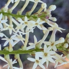 Stackhousia monogyna (Creamy Candles) at Nicholls, ACT - 21 Oct 2018 by gavinlongmuir