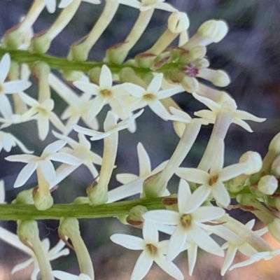 Stackhousia monogyna (Creamy Candles) at Nicholls, ACT - 21 Oct 2018 by gavinlongmuir