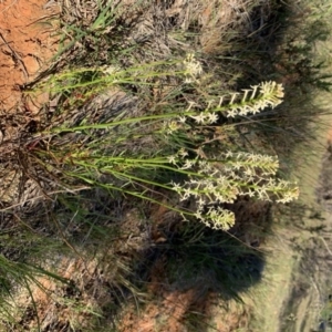 Stackhousia monogyna at Nicholls, ACT - 21 Oct 2018 05:33 PM