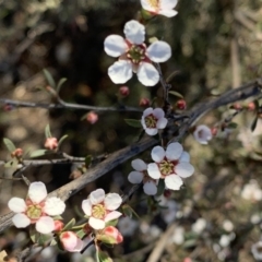 Leptospermum continentale (Prickly Teatree) at Percival Hill - 21 Oct 2018 by gavinlongmuir