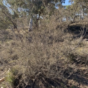 Leptospermum continentale at Nicholls, ACT - 21 Oct 2018