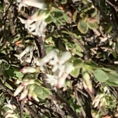 Brachyloma daphnoides (Daphne Heath) at Nicholls, ACT - 21 Oct 2018 by gavinlongmuir