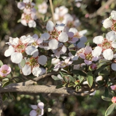 Gaudium multicaule (Teatree) at Nicholls, ACT - 21 Oct 2018 by gavinlongmuir