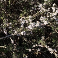 Gaudium multicaule at Nicholls, ACT - 21 Oct 2018 05:23 PM