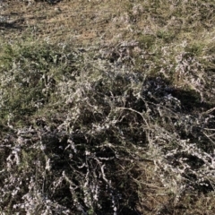 Gaudium multicaule at Nicholls, ACT - 21 Oct 2018 05:23 PM