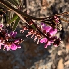 Indigofera australis subsp. australis (Australian Indigo) at Percival Hill - 21 Oct 2018 by gavinlongmuir