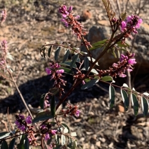 Indigofera australis subsp. australis at Nicholls, ACT - 21 Oct 2018 05:15 PM