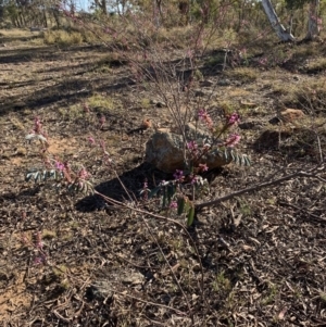 Indigofera australis subsp. australis at Nicholls, ACT - 21 Oct 2018