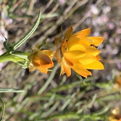 Xerochrysum viscosum (Sticky Everlasting) at Nicholls, ACT - 21 Oct 2018 by gavinlongmuir