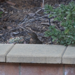 Turdus merula at Wamboin, NSW - 13 Sep 2018 11:03 AM