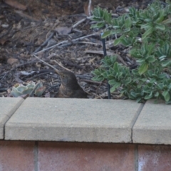 Turdus merula at Wamboin, NSW - 13 Sep 2018