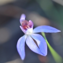 Cyanicula caerulea (Blue Fingers, Blue Fairies) at Wamboin, NSW - 13 Sep 2018 by natureguy