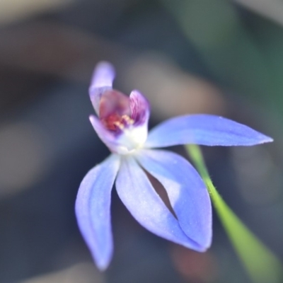 Cyanicula caerulea (Blue Fingers, Blue Fairies) at Wamboin, NSW - 13 Sep 2018 by natureguy