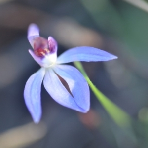 Cyanicula caerulea at Wamboin, NSW - 13 Sep 2018