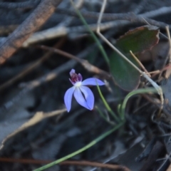 Cyanicula caerulea at Wamboin, NSW - 13 Sep 2018