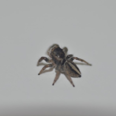 Maratus scutulatus (A jumping spider) at Wamboin, NSW - 14 Sep 2018 by natureguy