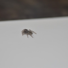 Maratus scutulatus at Wamboin, NSW - 14 Sep 2018 08:11 PM