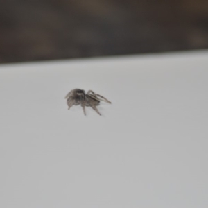 Maratus scutulatus at Wamboin, NSW - 14 Sep 2018 08:11 PM