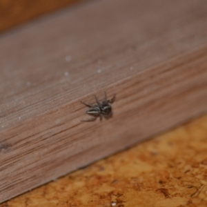 Euophryinae sp. (Rockhopper) undescribed at Wamboin, NSW - 14 Sep 2018 08:11 PM