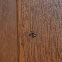 Maratus scutulatus at Wamboin, NSW - 14 Sep 2018 08:11 PM