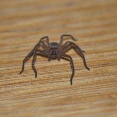 Delena cancerides (Social huntsman spider) at QPRC LGA - 14 Sep 2018 by natureguy