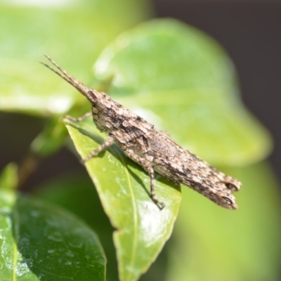 Coryphistes ruricola (Bark-mimicking Grasshopper) at QPRC LGA - 22 Sep 2018 by natureguy