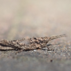 Coryphistes ruricola at Wamboin, NSW - 22 Sep 2018