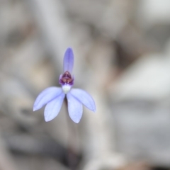 Cyanicula caerulea (Blue Fingers, Blue Fairies) at Wamboin, NSW - 24 Sep 2018 by natureguy