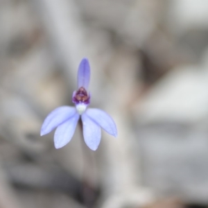 Cyanicula caerulea at Wamboin, NSW - 24 Sep 2018